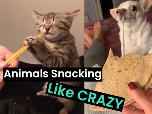 296K views · 4.9K reactions | We could watch these adorable animals snack all day.  | Animal Antics | Facebook