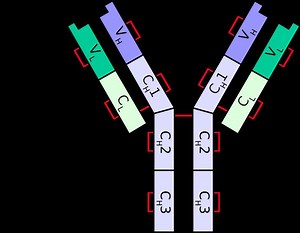 Immunoglobulin light chain - Alchetron, the free social encyclopedia