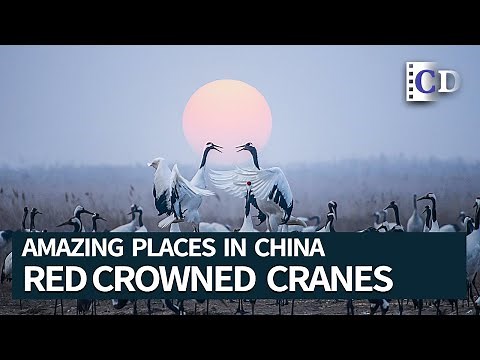 Monogamous Red-crowned Cranes among the Reeds | Amazing Places in China