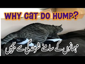 Why Cat Hump on Sofa & Bed | Behaviour | Cat Mating | Male Cat Behavior's
