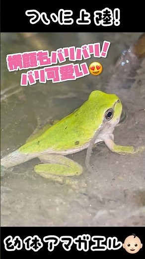 The moment a baby tree frog with a tail comes ashore! #frog #baby #frog