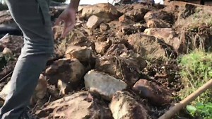 7.4K views · 114 reactions | RARE PYTHON ON THE SUNSHINE COAST! Although this species can be extremely common throughout the majority of their range, Spotted Pythons are quite an uncommon sight here on the Sunshine Coast, in fact I can count on one hand the amount of wild spotted pythons I’ve ever seen here on the Sunny Coast. This particular animal was found this morning high up on the beautiful Mount Ninderry! Lockie | Sunshine Coast Snake Catchers 24/7 | Facebook