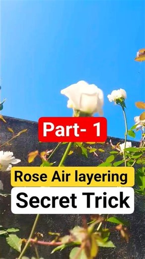 🤯🤯 Clone Roses FAST & FREE! 🪴 Air layering secret revealed #gardeninghacks #roseairlayring