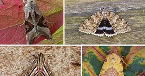 UK set for invasion of giant moths - some of them are as big as your hand