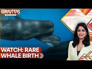 Whale Birth Caught Live for First Time | Whales Helps Mother & Newborn | GRAVITAS