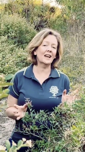 Bushtucker coastal plant - Rhagodia baccata/Berry Saltbush #aussiebush #bushtucker