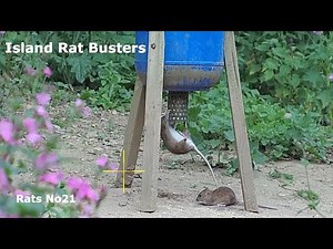 Rats No21