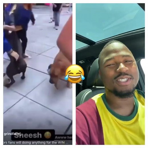 Man sticks his finger in dog butt to stop dog fight