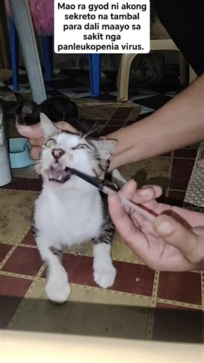 If naay simtomas sa sakit nga panleukopenia virus. Ingon-ani ra akong sekreto dali kaayo maayo.👍 #TheBestWay #SuperEffective #tutorial | Nable Denpol