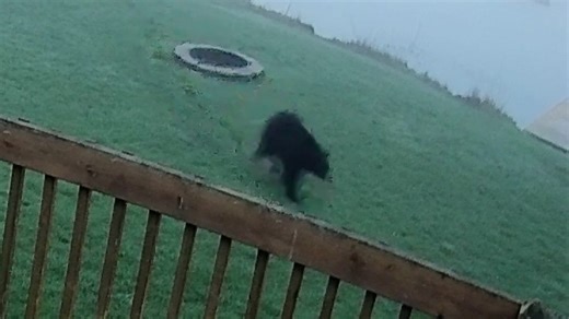 Bear sightings up in West Michigan: What to do if you see one
