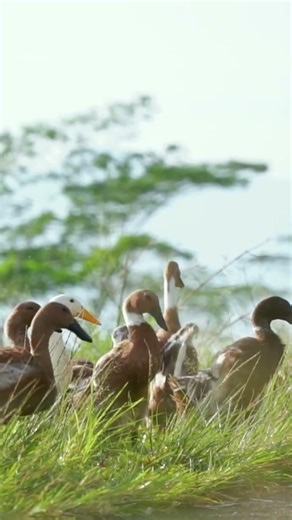 Duck life - The ducks are so cute!