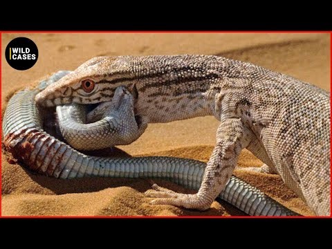 Tragic! The DEADLIEST Monitor Lizard Attacks Ever Caught on Camera | Animal Fights