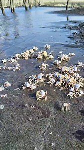 They Formed the Symbol of Infinity | Ser Ron