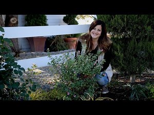 Planting Proud Berry Coral Berry // Garden Answer