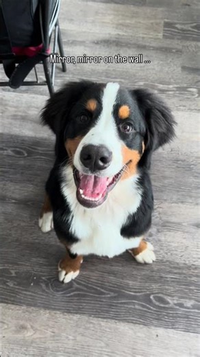 #berner #pets #bernesemountaindog #dog #funny #delboy #puppy #cute