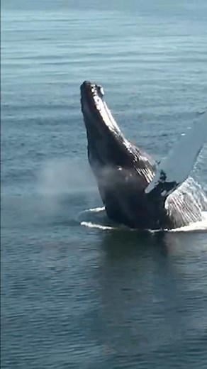 2K views · 193 reactions | Cape Cod #BucketList. ✔️ : @whalescapecod . . #capecod #whalewatching #whalewatch #epicadventures #tistheseason #spring #springoncapecod #whales #boats #thingstodo #visitcapecod #letsgothere #visitma #mylocalma | Visit Cape Cod | Facebook