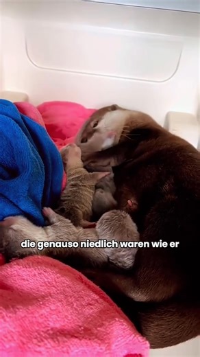 Der Otter sprang aufs Boot | Tierwissen