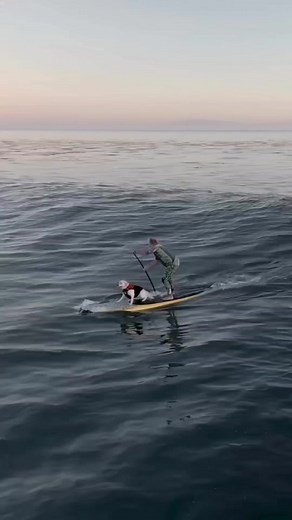 2.5M views · 10K reactions | surfing sport  Jangan lupa follow ya ☺殺 . . . #reels #viral #sea #beach #reelfbpro # | David plafon pvc | Facebook