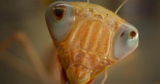 Insect Apocalypse?