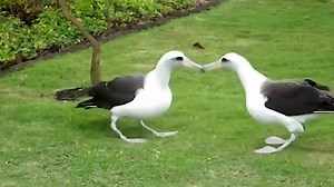 8K views · 253 reactions | Laysan Albatross Courtship ( Dance ) | Birds Planner | Facebook