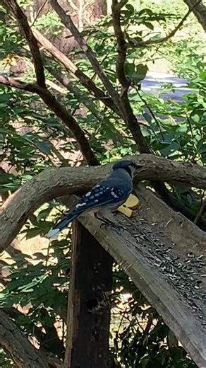 Kelly Lynn Mitchell on Instagram: "Blue Jay's #birdwatching #birds #naturelovers #nature"
