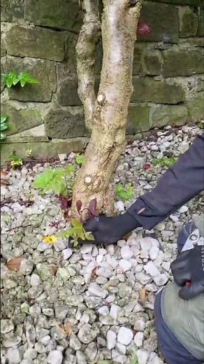 Removing Suckers from Your Corkscrew Hazel: Easy Gardening Tips