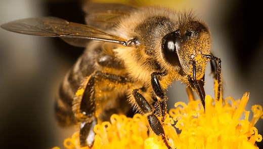 The Strange Myth That Bees Shouldn't Be Able To Fly According To Physics