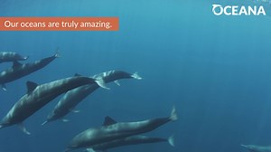 10K views · 97 reactions | Ready to be amazed? Dive into these amazing ocean facts! Which one surprised you the most? | Oceana | Facebook
