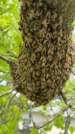 What a beautiful ball of honey bees in our neighbors tree, | Lorob bees