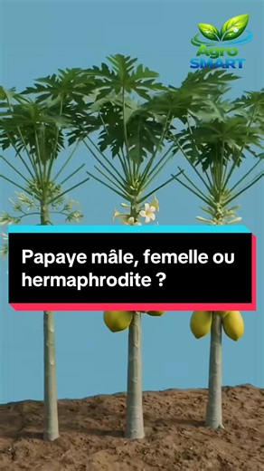 Papaye mâle, femelle ou hermaphrodite : comment les reconnaître