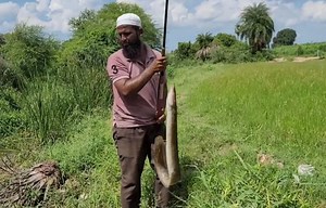 60K views · 1.8K reactions | Big size baam fishing technique with single gal #fish #fishing | Underground Hunter | Facebook