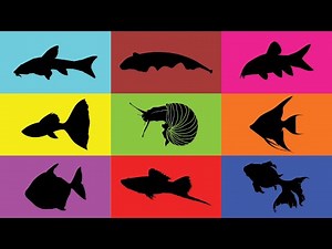 Fish: Swordtail, Guppy, Angelfish, Silver dollar, Goldfish, Botia, Snail, Black ghost, Algae Eater