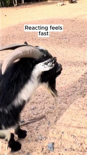 Reacting versus responding