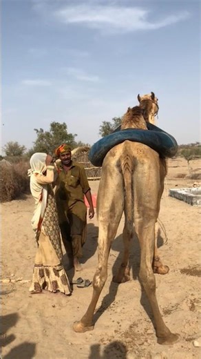 Expert Advice: The Correct Way to Ride a Camel 🐪