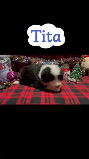 Meet Tita 🤍🖤 — our adorable small Standard Sheepadoodle from Mama Charlie’s litter (Mama Charlie x Daddy Cooper), now 5 weeks old. This little boy is growing beautifully and will soon be ready to bring his gentle, playful, and loving charm to his forever home 🏡✨ 🐾 Curious about Tita? We’d love to share more details, photos, and videos of his journey so far! 📞 Reach us at 803-888-4149 for inquiries and reservations. #smallstandardsheepadoodle #sheepadoodlesrule #sheepadoodlesbydesign #sheepa