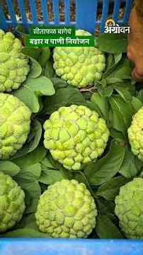 Custard Apple Farming: सीताफळ शेती खरंच फायदेशीर ठरते का? कोणतं वाण बेस्ट? Farmer Success Story