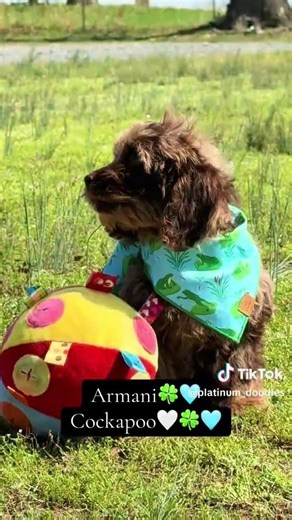 Armani the Chocolate Merle Cockapoo #cockapoo #puppies #cockapoos #cockapoopuppies
