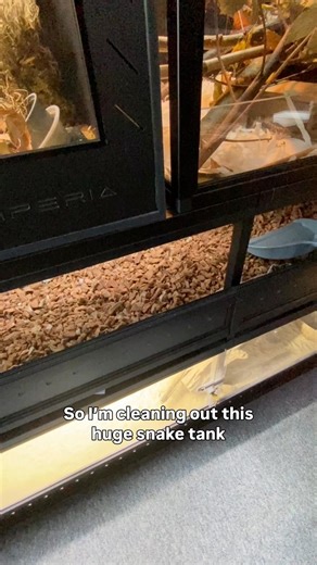 Cleaning out larger tanks can be reasonably costly, here’s how much it costs to clean out my big snake tanks #snakes #pets | Reptiles and Research