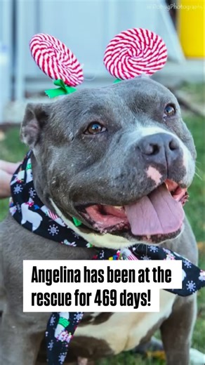 Angelina went home last night after 469 days at the rescue! We wish her the best life ever! #Projecthope | Project Hope Animal Rescue Foundation