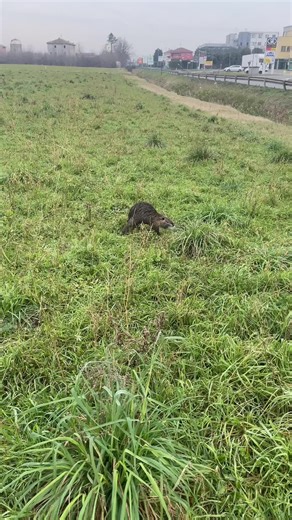 Video di Chiparus (@chiparus75) con The Road to Hell Part II - Chris Rea