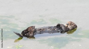 HD video close up on one sea otter sleeping in shallow water