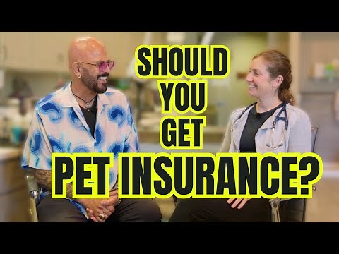 Cat Expert and Veterinarian Discuss Pet Insurance: Is It Worth It?