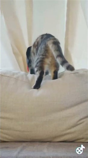 Epic Cat Fails Shorts #167 Vampire Cape Slip 🧛 #CatFails #Halloween