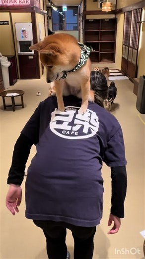 相棒の肩に乗るぜっ #豆柴カフェ大阪店 #ナンバ豆 #肩に乗る犬 #体幹