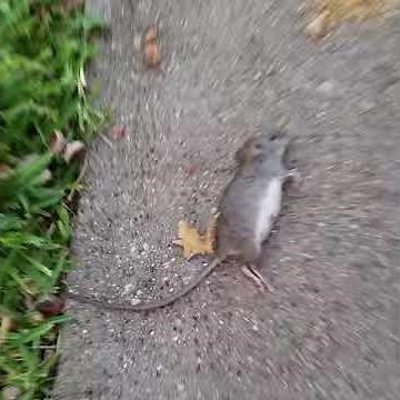 deadmau5 concert in my driveway