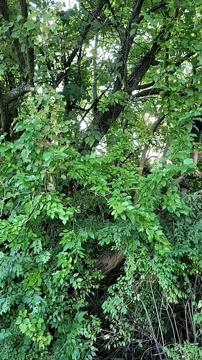 Micheal Chacon Sr. on Reels