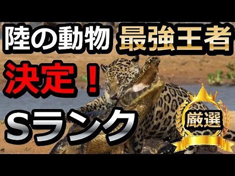 【驚愕】最強動物王者は○○だった！陸の動物戦闘能力ランキングpart3【ランキングワールド】