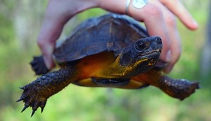 Wood Turtles (9 Different Species   Care Sheet) - All Turtles