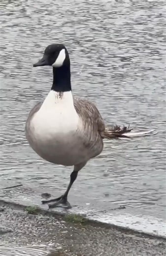 A Canada goose with an injured wing#canadagoose #birds filmed on 15.2.2026