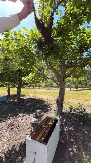 552K views · 868 reactions | Saving a huge swarm!  #california #bees #swarm #beekeeper #beekeeping #savethebees #insects #animals | California Bee Company | Facebook